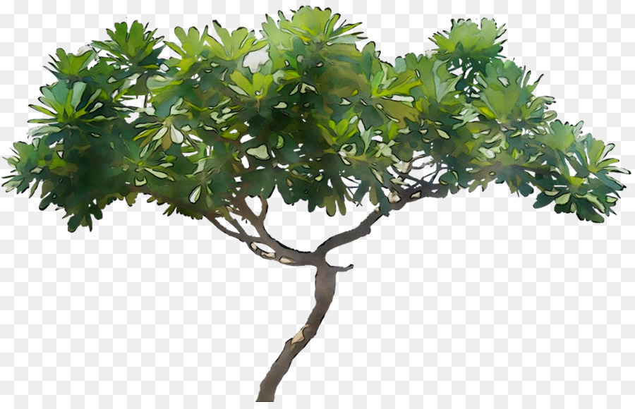 Arbre，Nature PNG