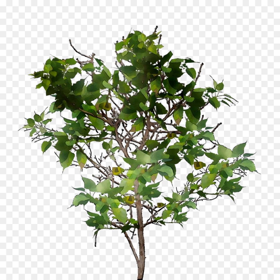 Arbre Vert，Feuilles PNG