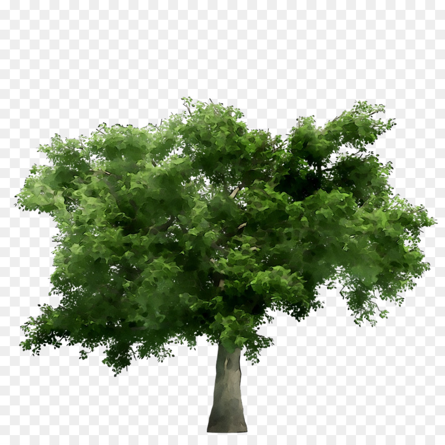 Arbre Vert，Usine PNG