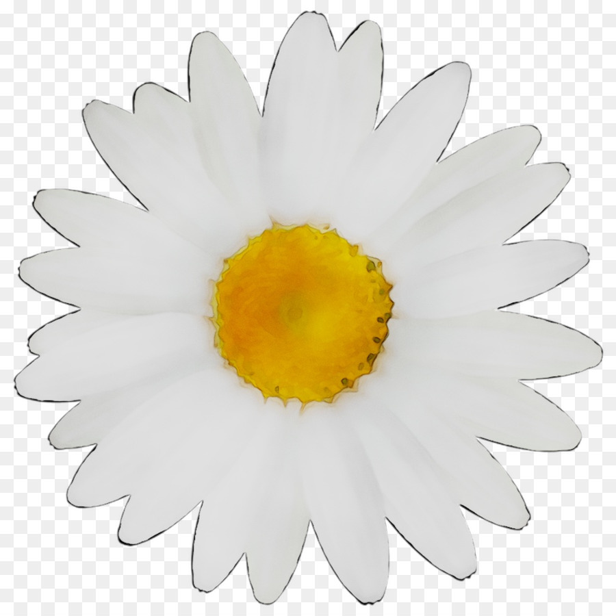 Marguerite，Pétales PNG