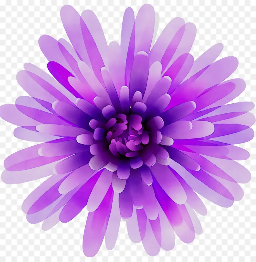 Chrysanthème，Violet PNG