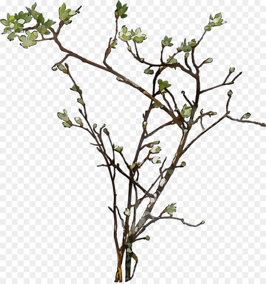 Branche Avec Des Feuilles，Arbre PNG