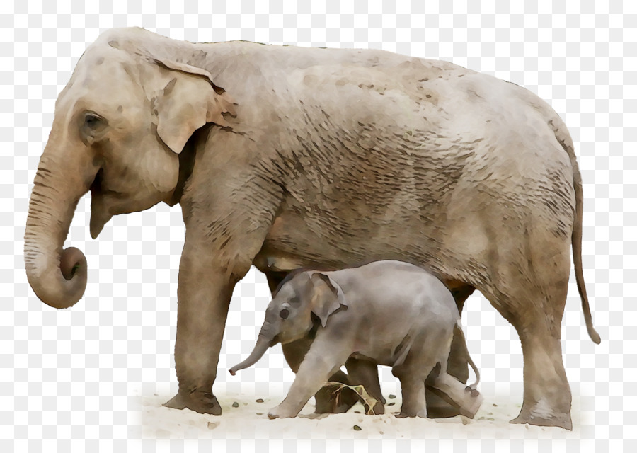 Éléphants，Mammifère PNG