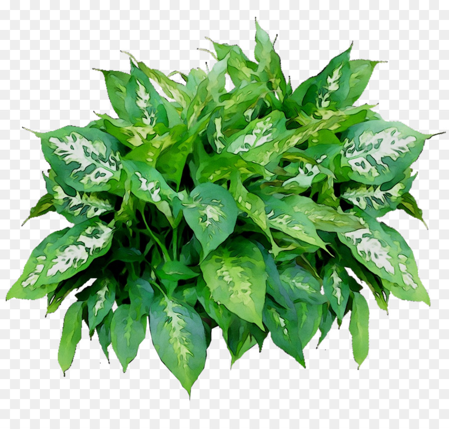 Plante Verte，Feuilles PNG