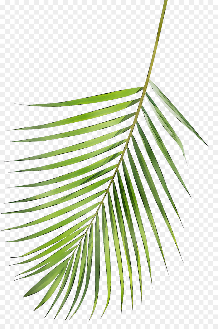 Feuille Verte，Usine PNG