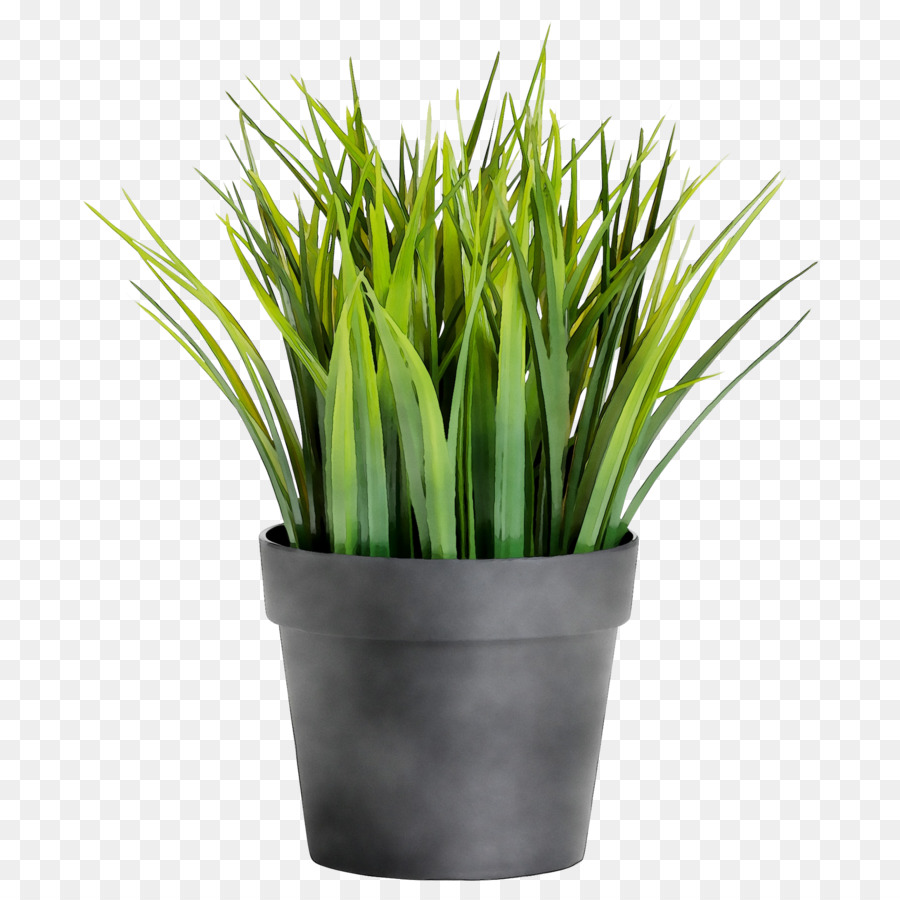 Plante En Pot，Vert PNG