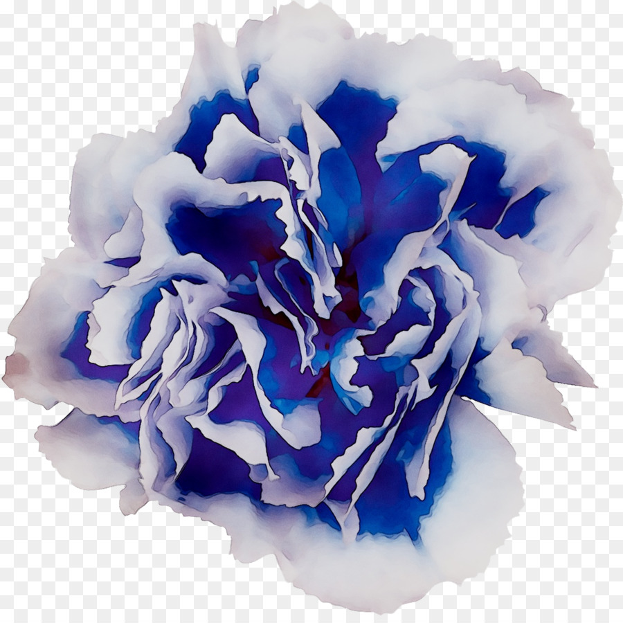 Rose Bleue，Chou Rose PNG