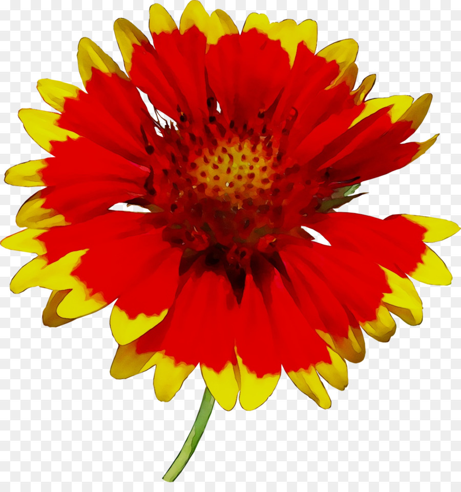 Fleur，Floraison PNG