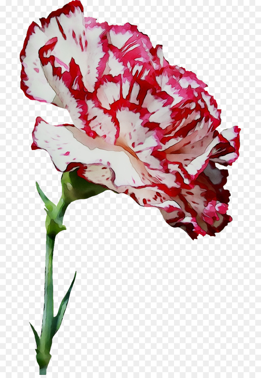 Fleur，Rose PNG