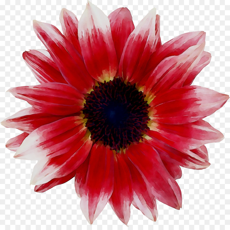 Fleur，Floraison PNG