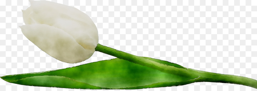 Tulipe Blanche，Feuille Verte PNG