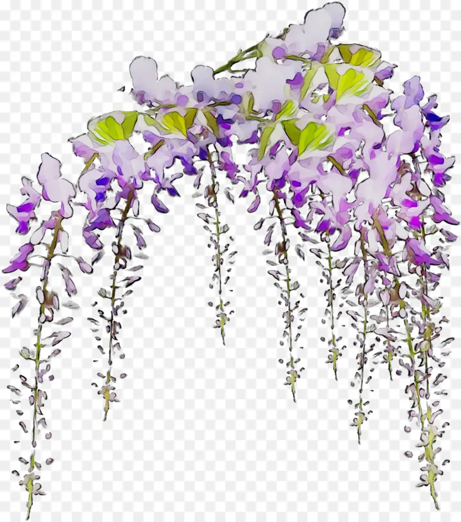 Fleurs De Glycine，Violet PNG