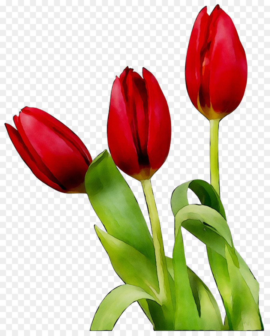 Tulipe，Usine PNG