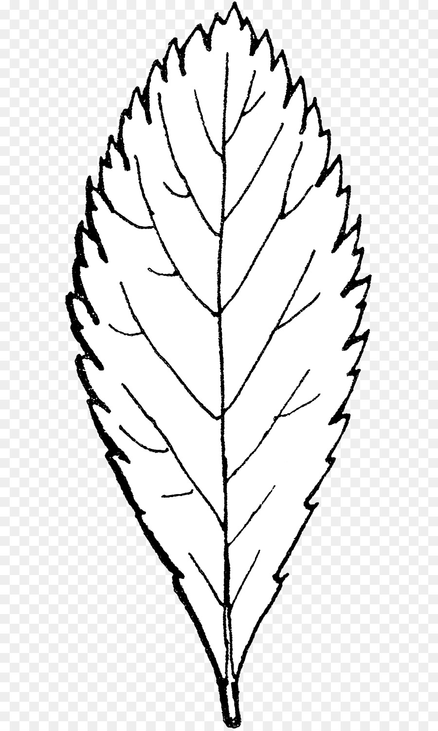 Feuille，Nature PNG