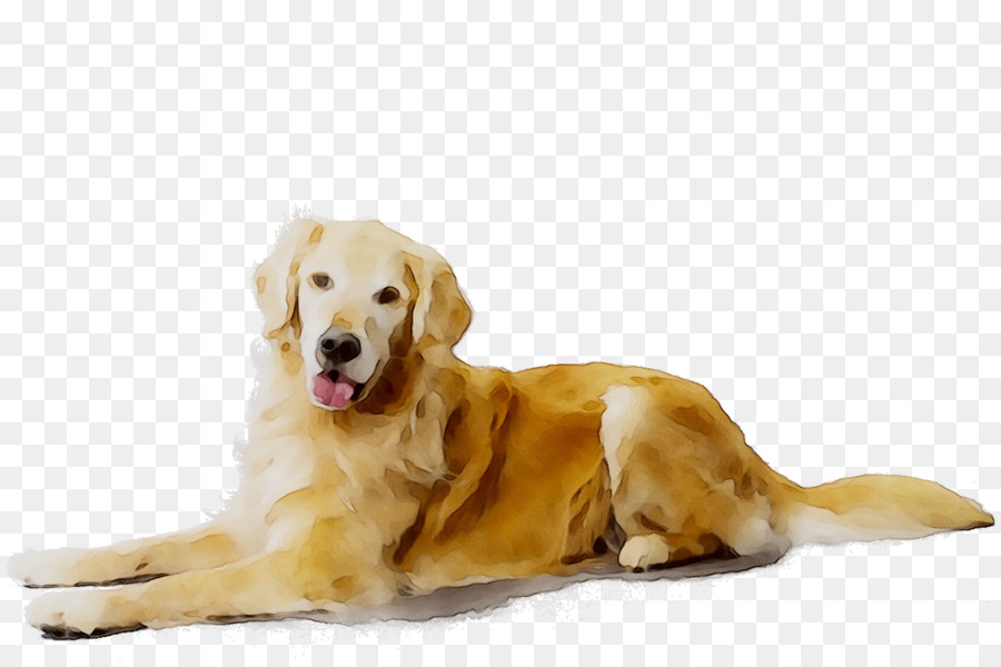 Golden Retriever，Animal De Compagnie PNG