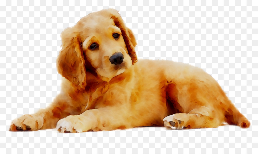 Petit Chiot Brun，Chien PNG