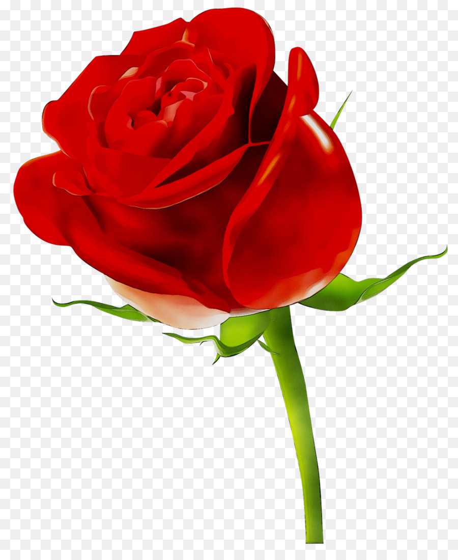 Rose，Rouge PNG