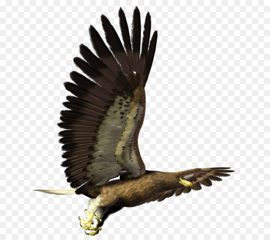 Aigle，Oiseau PNG