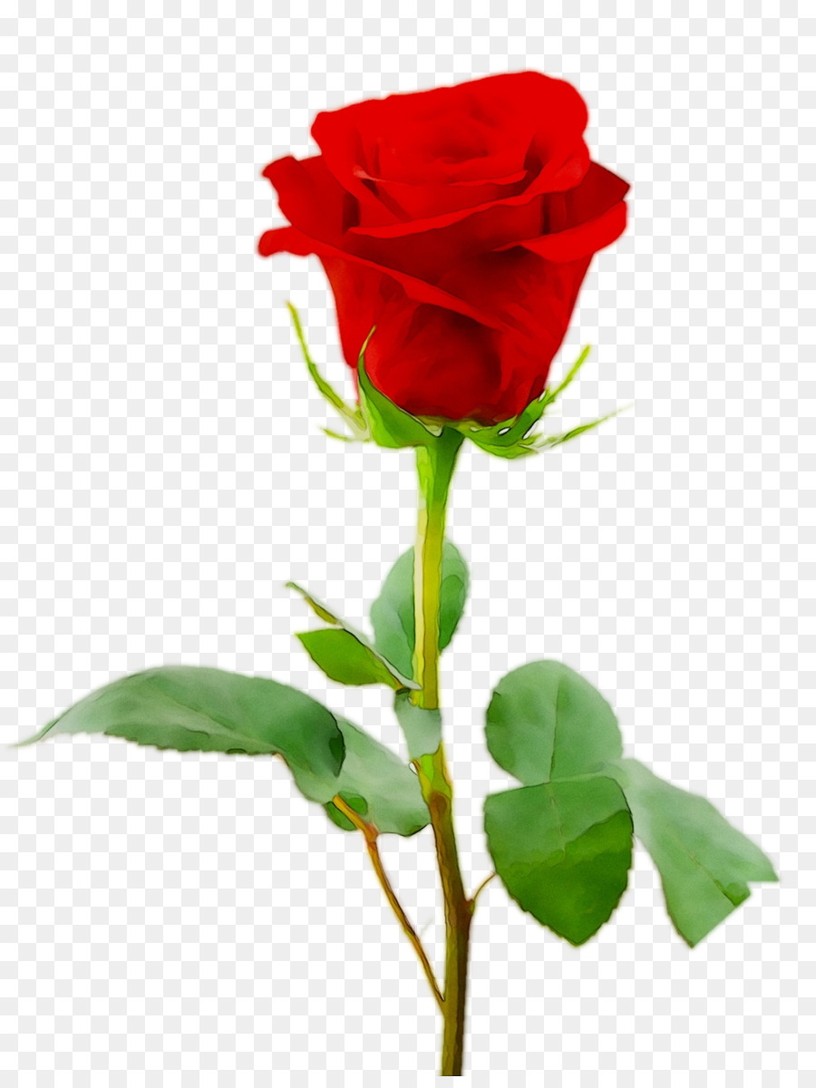 Rose Bleue，Rose PNG