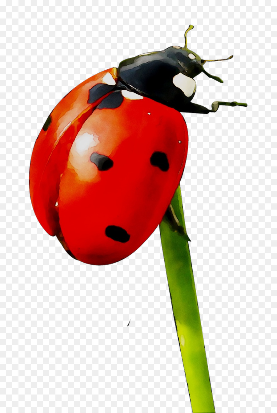 Coccinelle，Insecte PNG