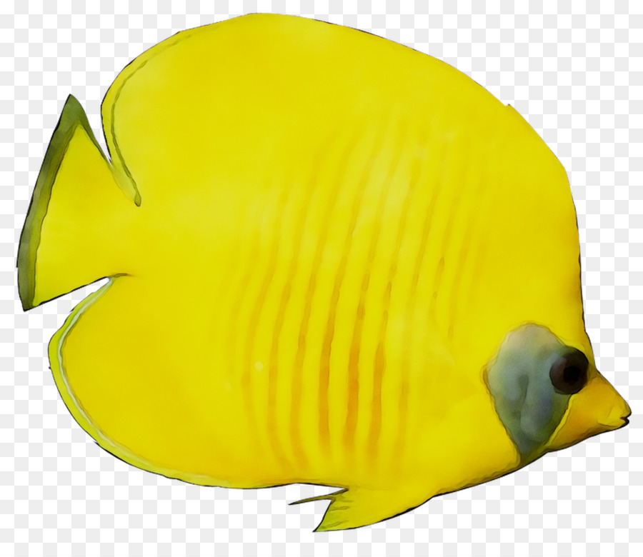 Poisson Jaune，Tropical PNG