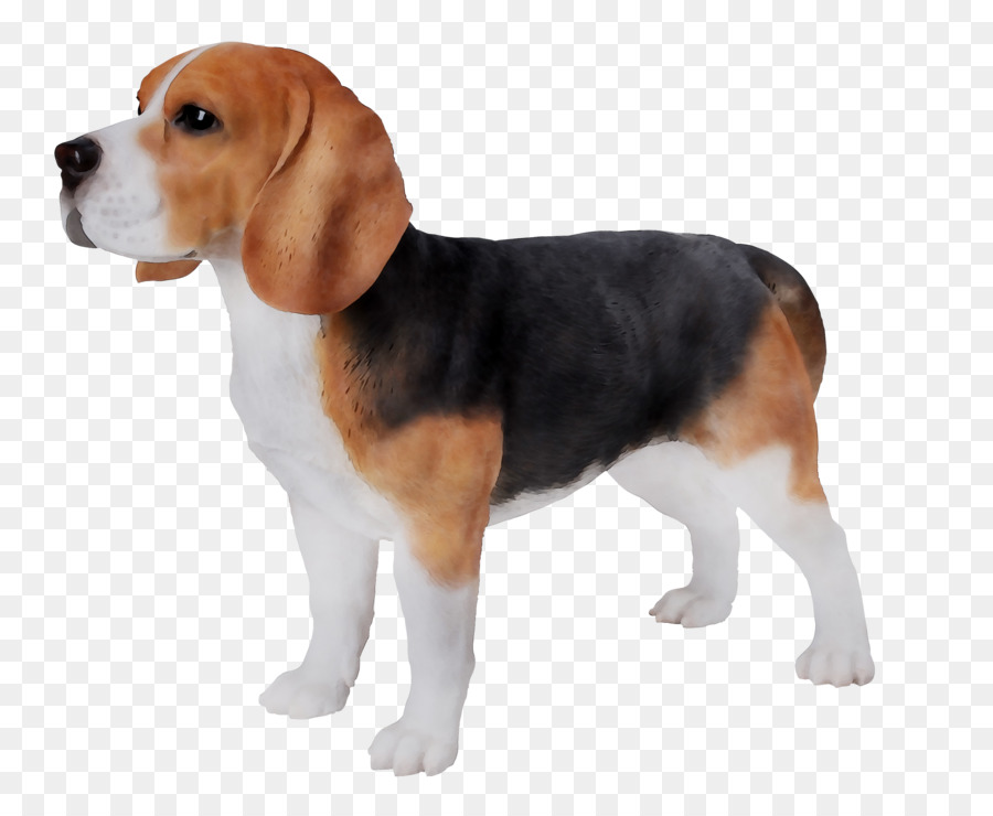 Chien Beagle，Animal De Compagnie PNG