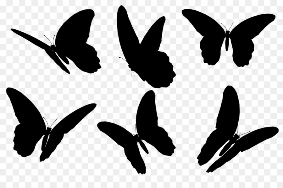 Papillons，Insecte PNG