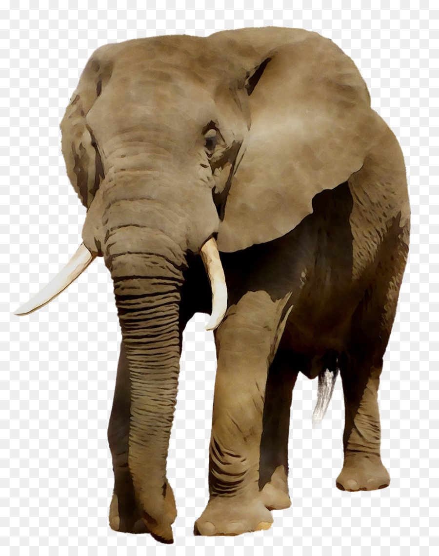 Éléphant，Coloré PNG