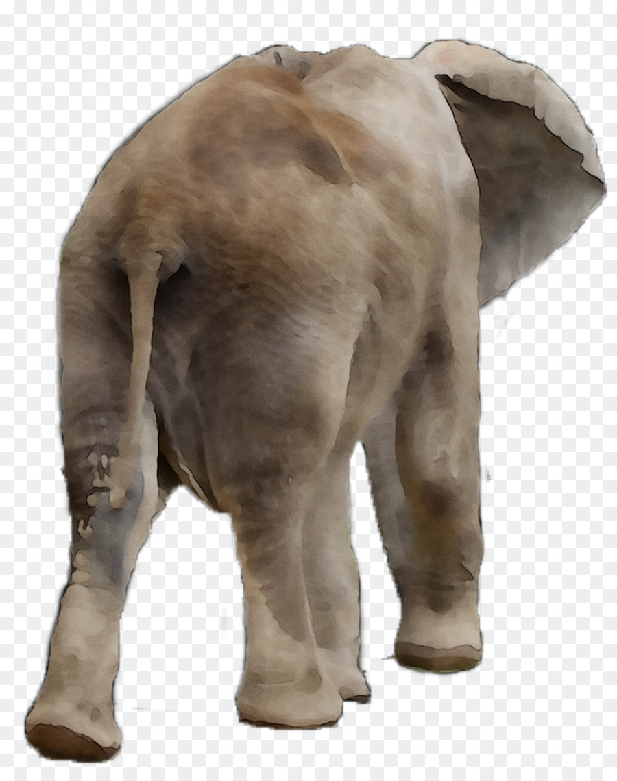 éléphant Indien，L'éléphant D'afrique PNG