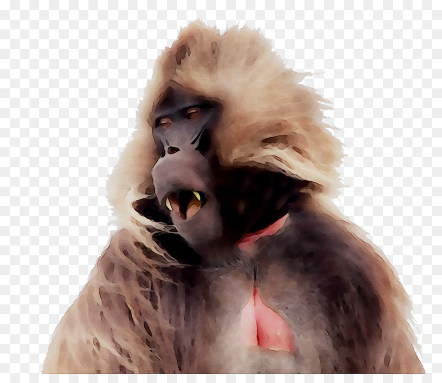 Macaque，Singe PNG