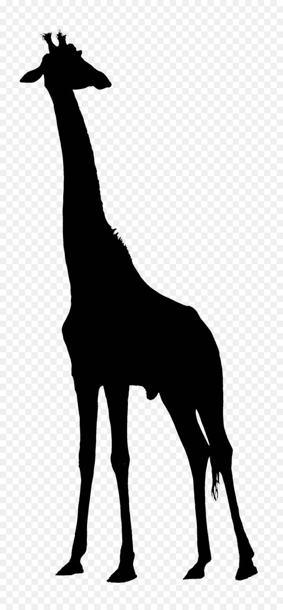 Girafe，Grand PNG