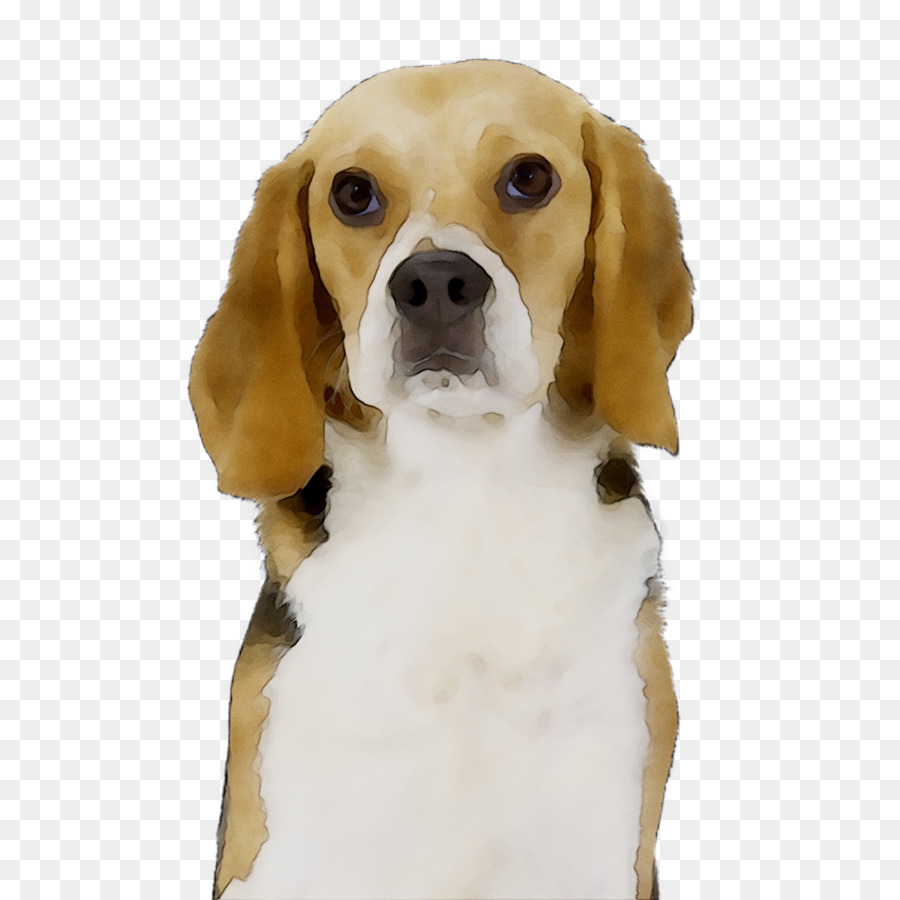 Beagle，Busard Saint Martin PNG