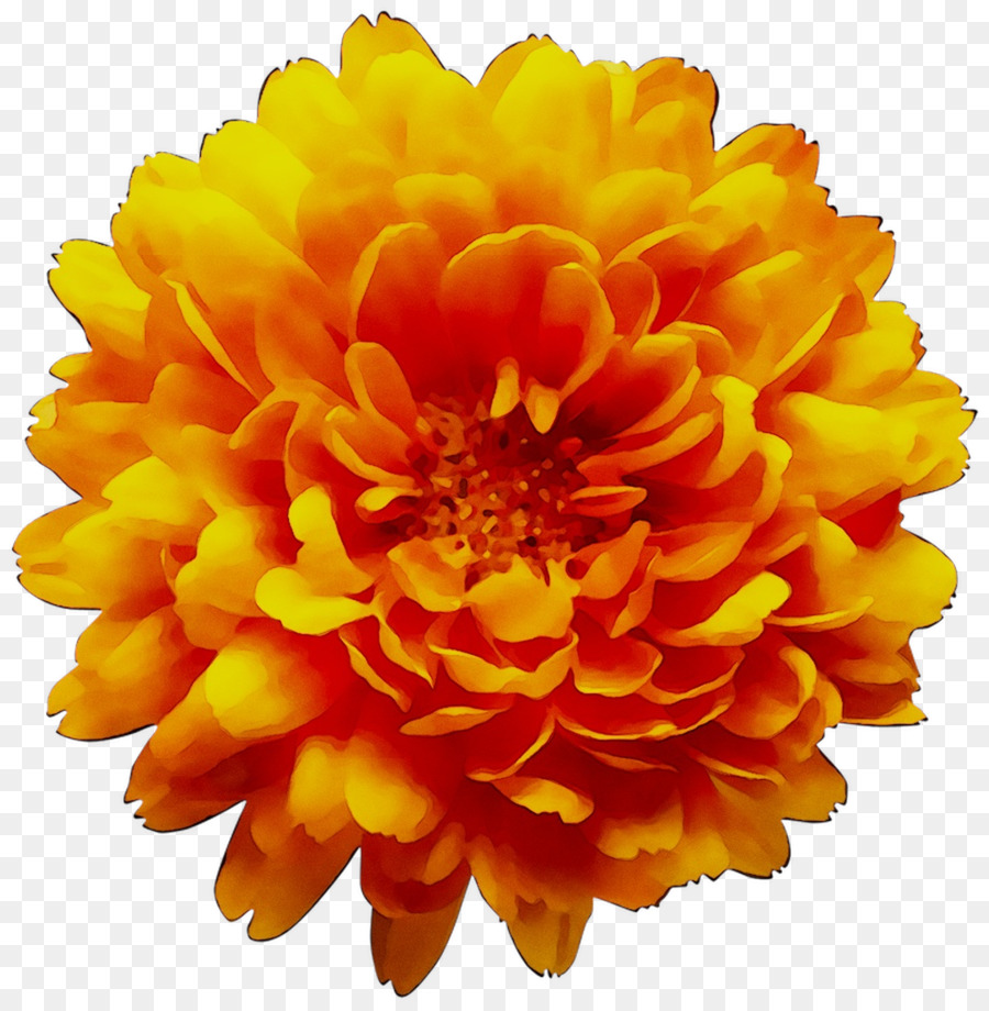 Chrysanthème，Floraison PNG