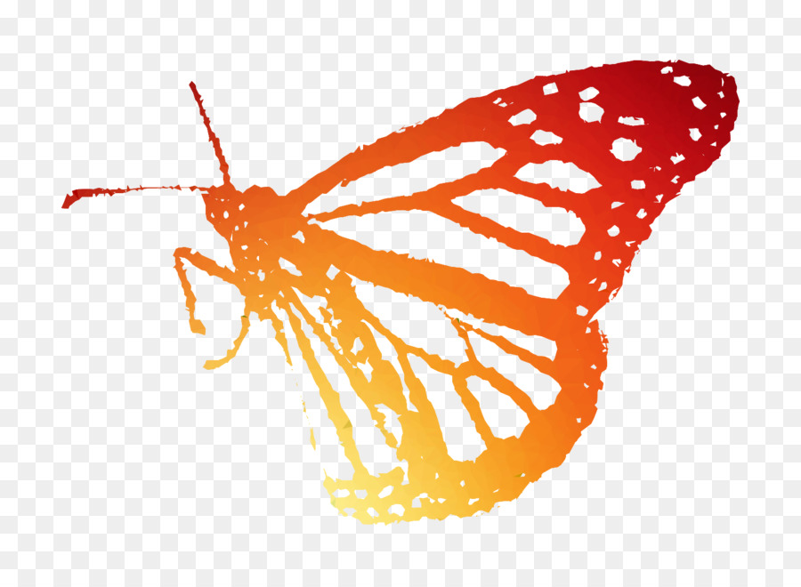 Papillon，Orange PNG