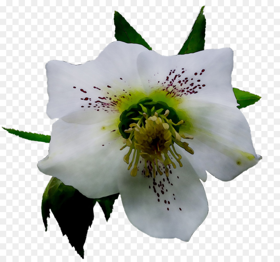 Fleur，Blanc PNG