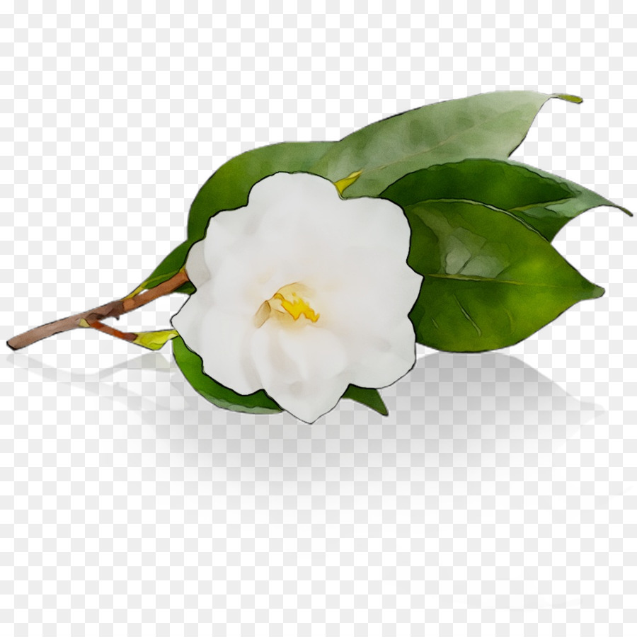 Camélia，Fleur PNG