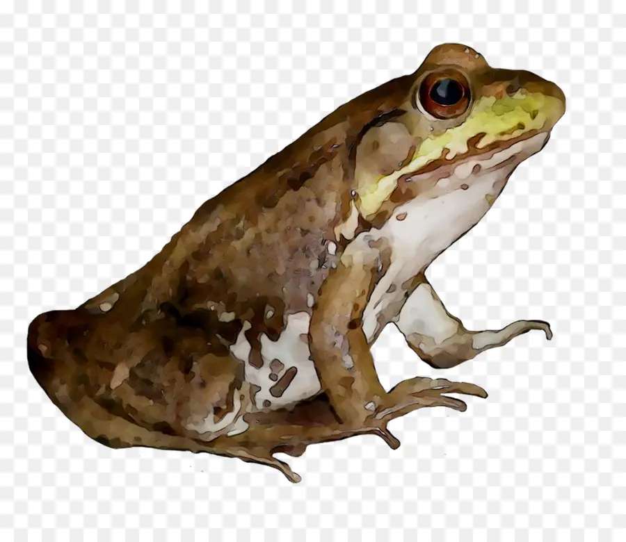 Grenouille Américaine，Grenouille PNG