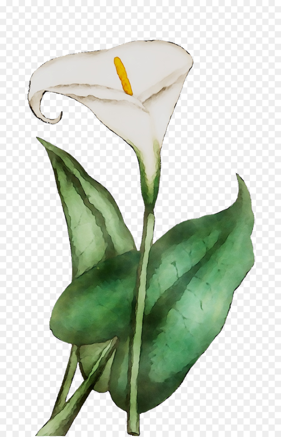 Arum Lys，Les Fleurs Coupées PNG