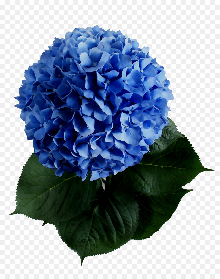 Hortensia，Les Fleurs Coupées PNG