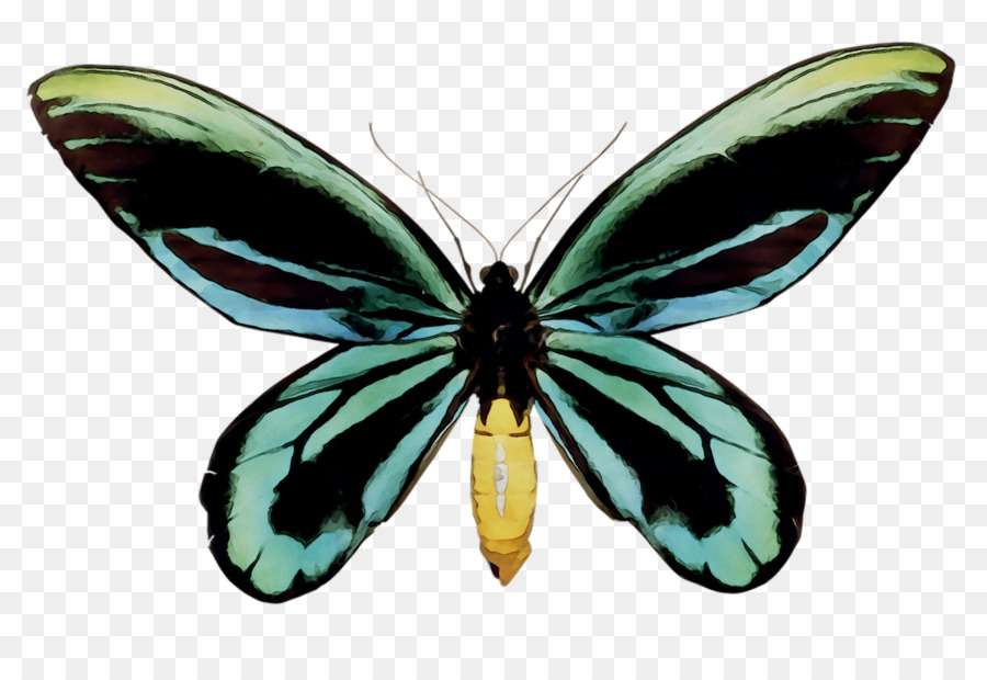 Papillon，La Reine Avenue Alexandras Birdwing PNG