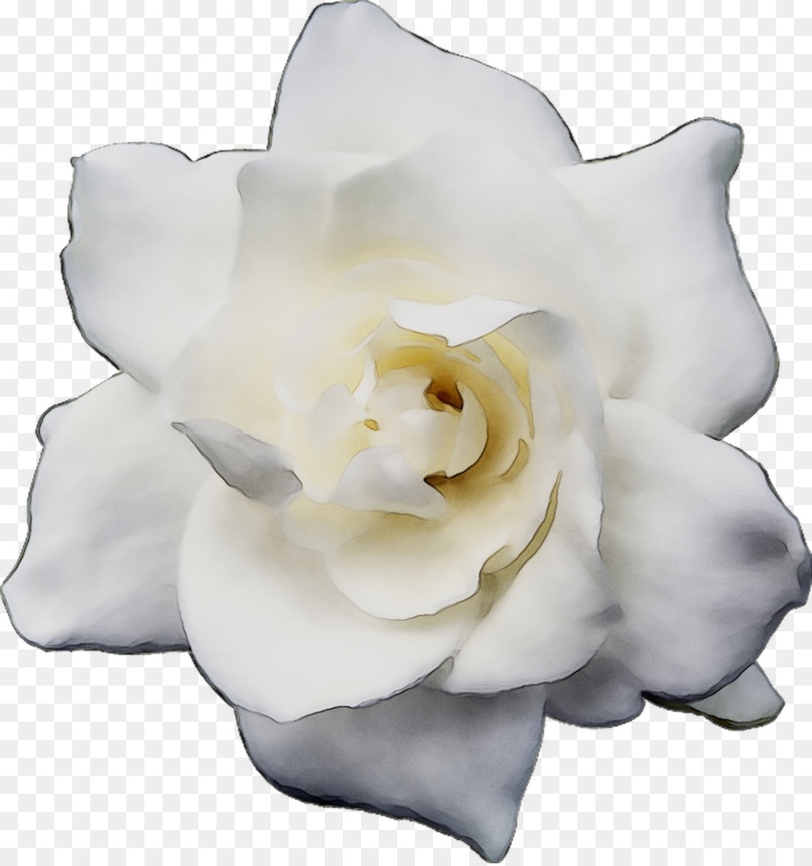 Gardenia，Les Fleurs Coupées PNG