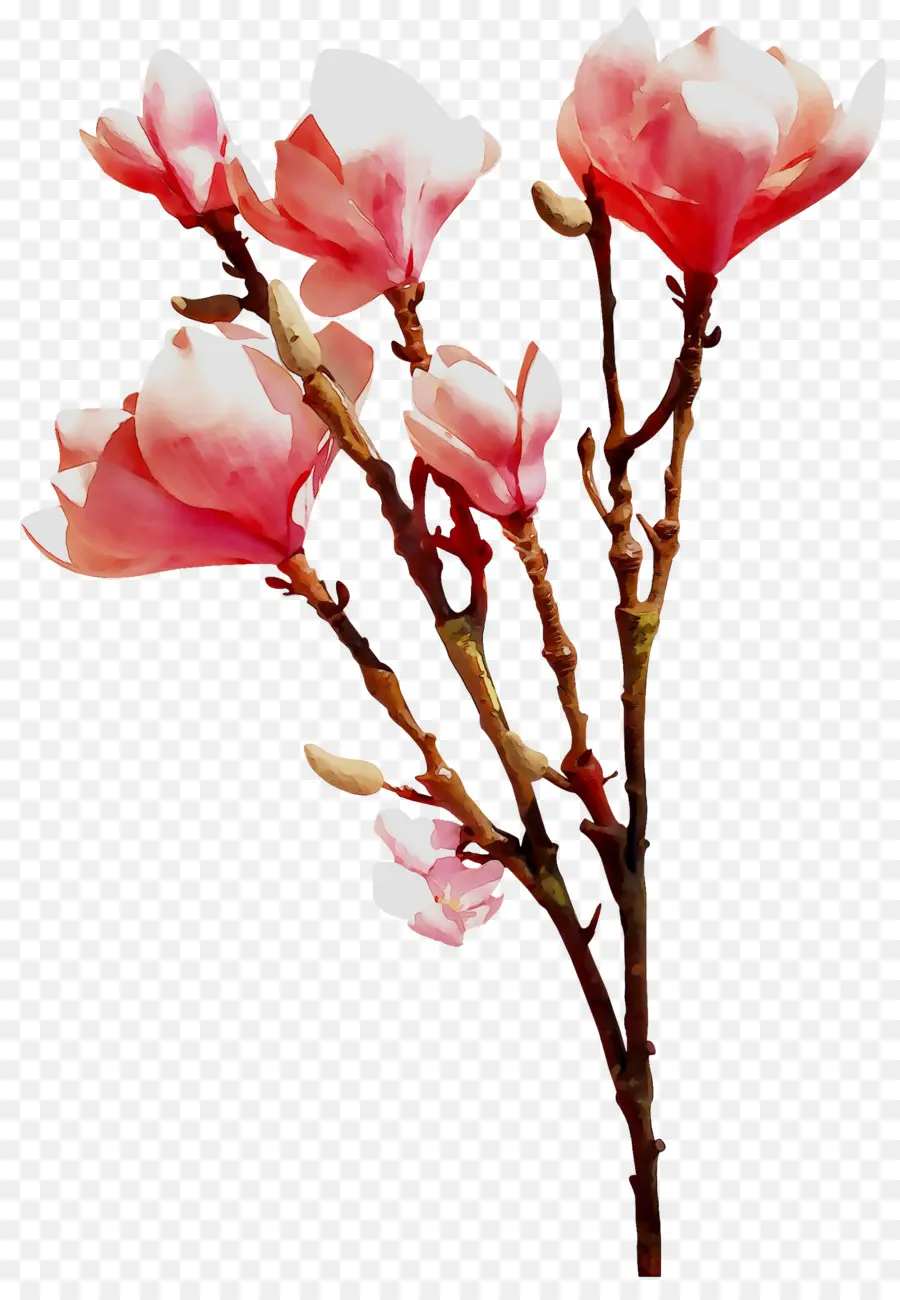 Fleur，Les Fleurs Coupées PNG
