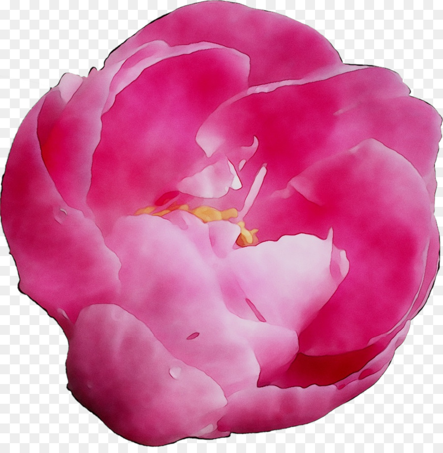 Chou Rose，Les Roses De Jardin PNG