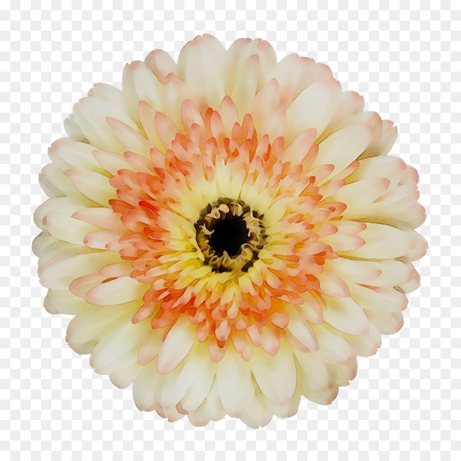 Fleur Rouge，Fleur PNG