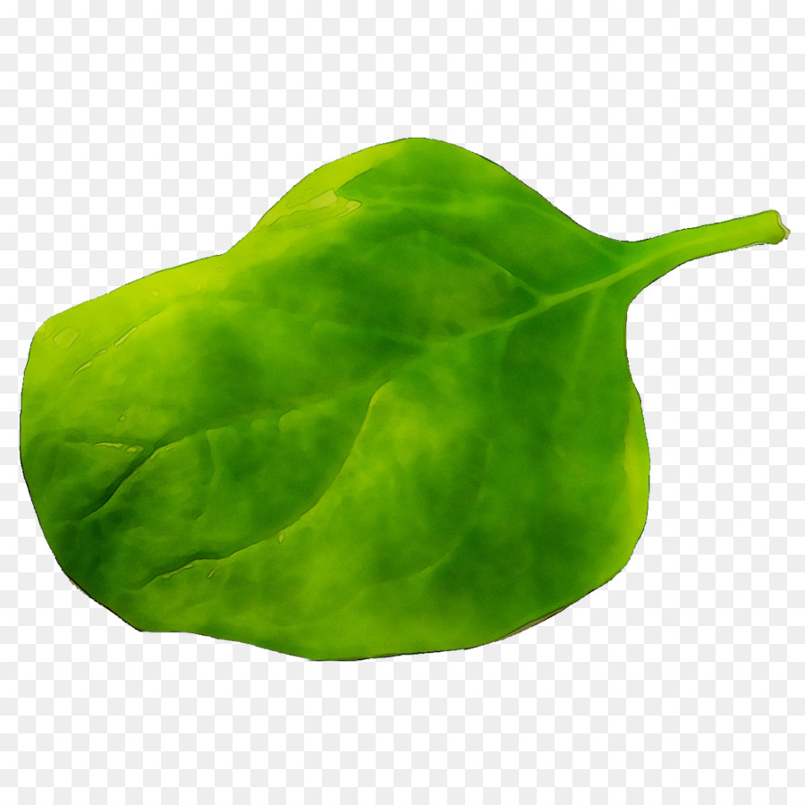 Feuille Verte，Usine PNG