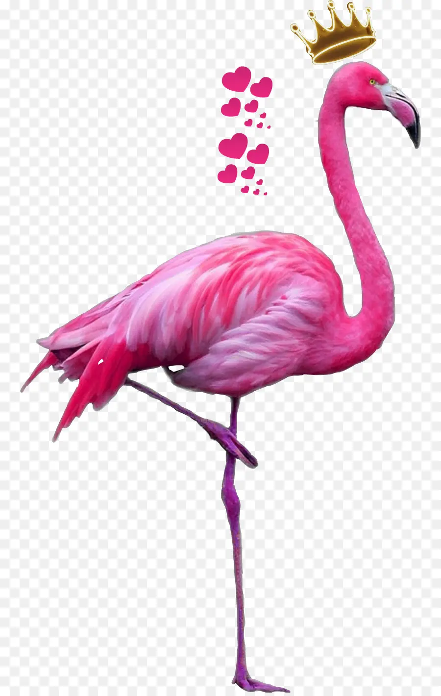 Flamant Rose，Debout PNG