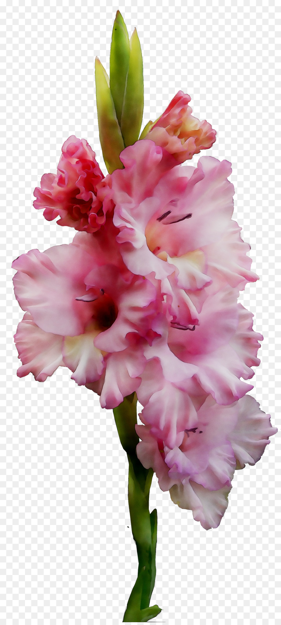 Fleur，Rose PNG