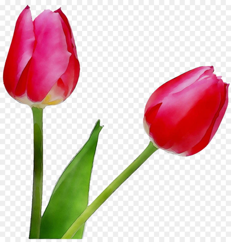 Tulip，Tige De La Plante PNG