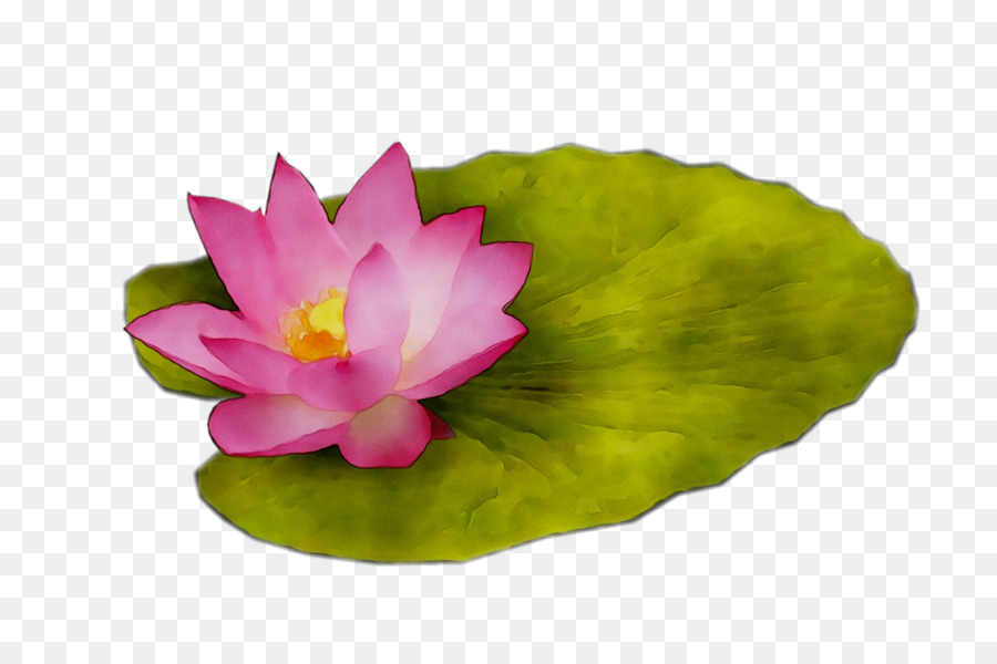 Lotus Rose，Floraison PNG