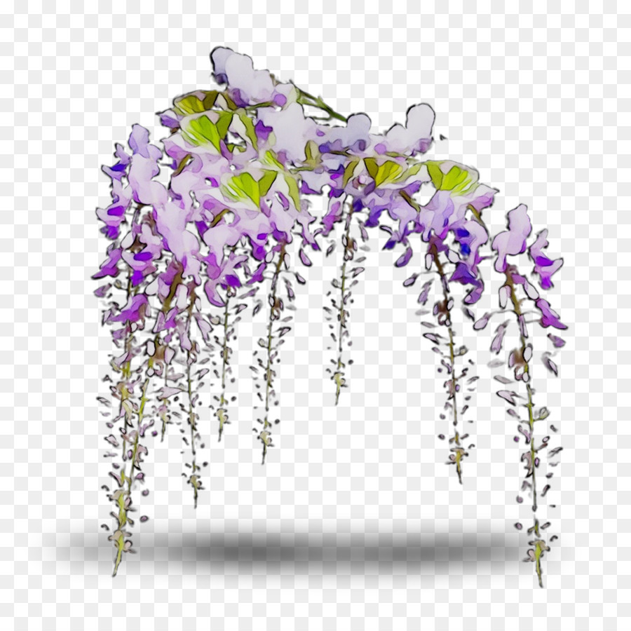 Glycine，Violet PNG